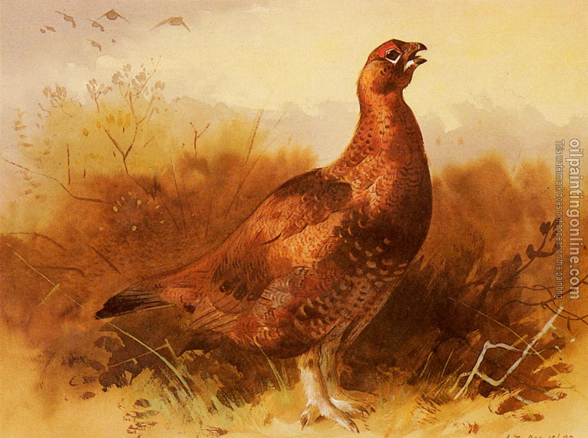 Thorburn, Archibald - Cock Grouse